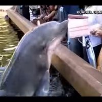 Video: Delfīns parka apmeklētājai Floridā atņem 'iPad'