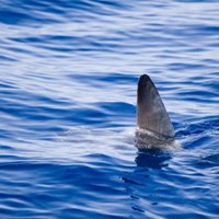 ВИДЕО: Австралиец чудом уцелел после попытки заарканить акулу