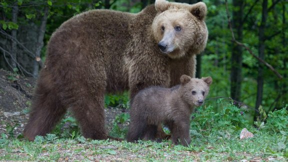 Brūnais lācis (Ursus arctos) - 1