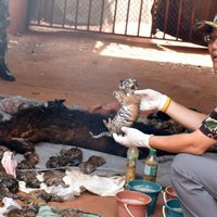 Desmitiem mirušu tīģeru mazuļi atrasti Taizemes tempļa saldētavā