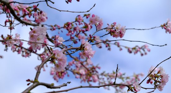 Foto: Uzvaras parkā plaukst sakuras ziedi