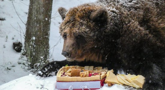 Знаменитой медведице Илзите из Лигатне исполняется 22 года