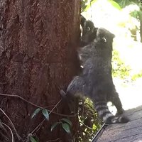 Video: Pacietīga jenotu māte māca savai atvasei kāpt kokā