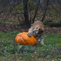 Foto: Rīgas Zoo tīģerēns Odins notiesā brangāko Latvijas ķirbi