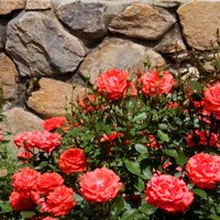 Уход за розами весной: обрезка, обработка от болезней и вредителей