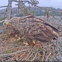 Video: Jūras ērgļi Durbē ņem viens otram nost kaulu un gaida ģimenes pieaugumu