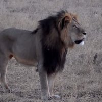 Lauvas Sesila nogalināšana izraisa dusmu izvirdumu pret zobārstu Palmeru