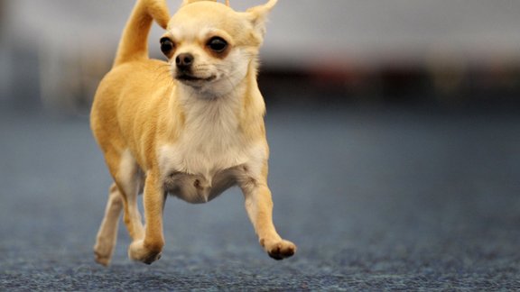 Chihuahua dog