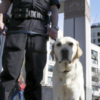 Amerikāņu futbolistu arestē par policijas suņa apriešanu