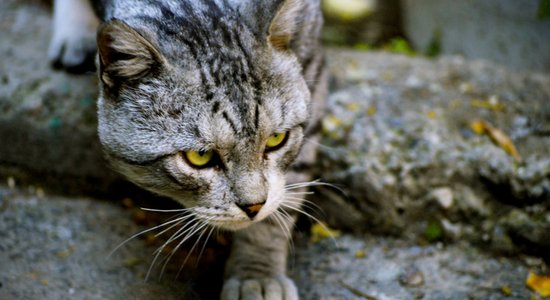 Детской охоты на кошек не будет. В Новой Зеландии отменили конкурс, вызвавший протесты