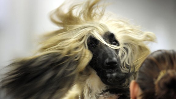 Afghan hound