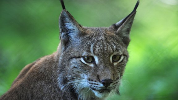 lynx lusis