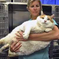 Самый толстый кот в мире умер в США