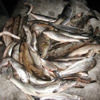 Rūjas upē konstatētas beigtas zivis, vides inspektori tuvākajā apkārtnē atklāj vides piesārņošanu ar šķidrmēsliem