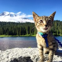 Ēst un ceļot: aktīvs kaķītis, kura piedzīvojumus apskaudīs daudzi