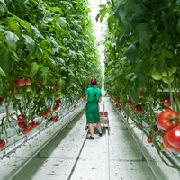 Foto: Getliņos atklāj jaunu siltumnīcu un trīskāršo tomātu ražu