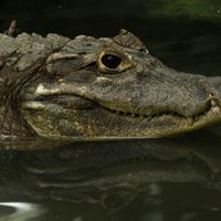 Video: Mēģinot savaldīt aligatoru, vīrietis saņem belzienu pa seju