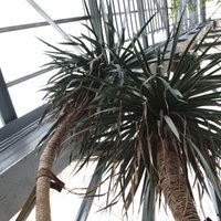 ФОТО: В Ботаническом саду ЛУ в первый раз за 45 лет зацвело Драконово дерево