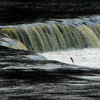 ФОТО: Над водопадом на Венте "летает" рыба