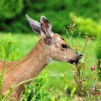 Vīrieši nelikumīgi nomedī stirnu māti un kazlēnu; viņiem piespriež piespiedu darbu