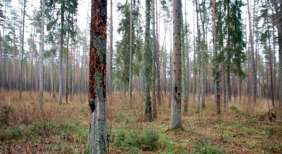 Foto: Gaujas nacionālā parka priedes pēc 'gredzenošanas'