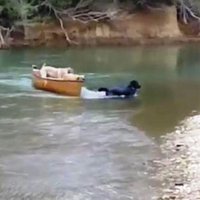 Video: Labradors izglābj laivā sēdošus suņus