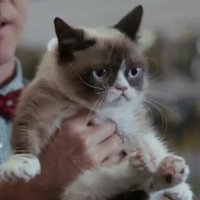 ВИДЕО: Трейлер к фильму о Сердитой Кошке набрал миллионы просмотров