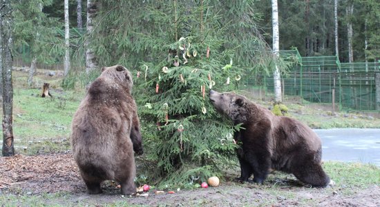 Līgatnes dabas taku lāču puikām 30 gadu jubileja