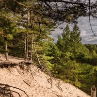 Белые, лесные и очень опасные: Четыре самые впечатляющие дюны в Латвии