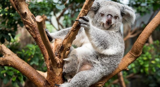 Sirsnīgi foto: Koalu lācēns mīļojas mammas azotē