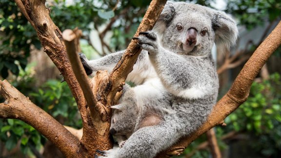 Koalas Duisburgas zoodārzā - 3