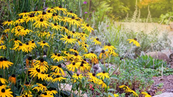 rudbekijas dārzs dobe