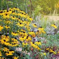 Viltus saulespuķes rudbekijas – kā audzēt saulainās ziemcietes