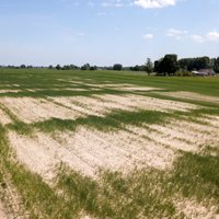 Ilgstošā sausuma dēļ 2018. gadā zemākā graudaugu ražība septiņu gadu laikā