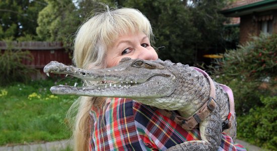 Austrālijā sieviete dzīvo un guļ kopā ar krokodilu Džoniju