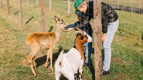 mini zoo