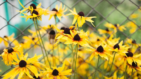 rudbekijas dārzs dobe augusts