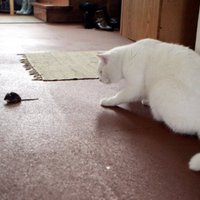 Ученые заставили мышей не бояться кошек