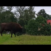 Video: Dagdas novada Bērziņos ierodas sumbrs un sāk ganīties ar vietējām govīm