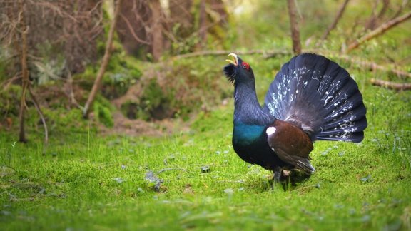 mednis Tetrao urogallus