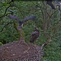 Video: Kā melno stārķu mazuļi vingrina spārnus un mācās lidot