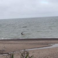 Video: Aculiecinieks Kurzemē nofilmē briedi, kas plunčājas jūrā