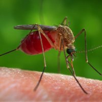 Mediķi brīdina par insektu pārnēsājamo slimību izplatību