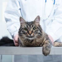 Pieci jautājumi par kaķi, uz kuriem veterinārārsts nespēj atbildēt