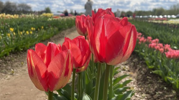 Pavasaris Daugmales peoniju dārzā - 17