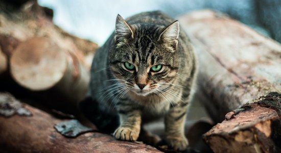 Mājās agresīvs kaķis? Pārbaudi mīluļa veselības stāvokli