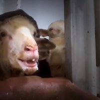 Video: Austrāliešus satriec viņu audzēto aitu ceļš uz Tuvajiem Austrumiem