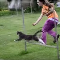 Video: Apķērīgs kaķis dod ķepu un veic šķēršļu joslu gluži kā suns