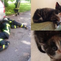 'Ačteles lūdzās, lai palīdz' – ugunsdzēsēji Rīgā izglābj automašīnas ritenī iesprūdušu kaķenīti