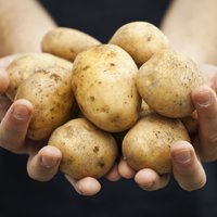 Kāpēc jaunie kartupeļi smērē rokas?
